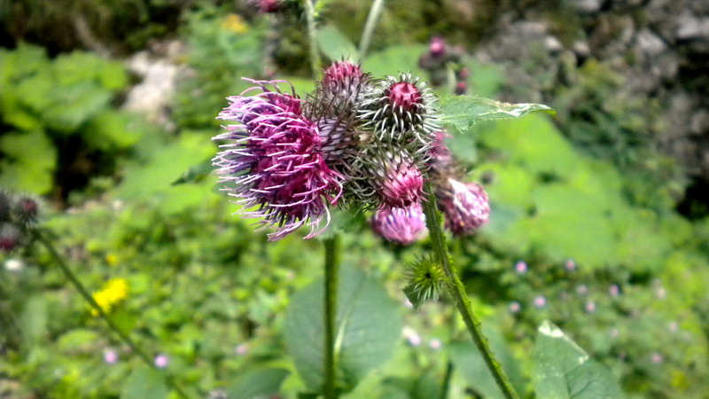 Carduus personata / Cardo personata